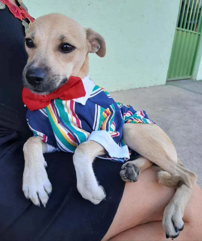 Cachorro ra a SEM RAÇA DEFINIDA.  idade 2 a 6 meses nome SEM NONE.