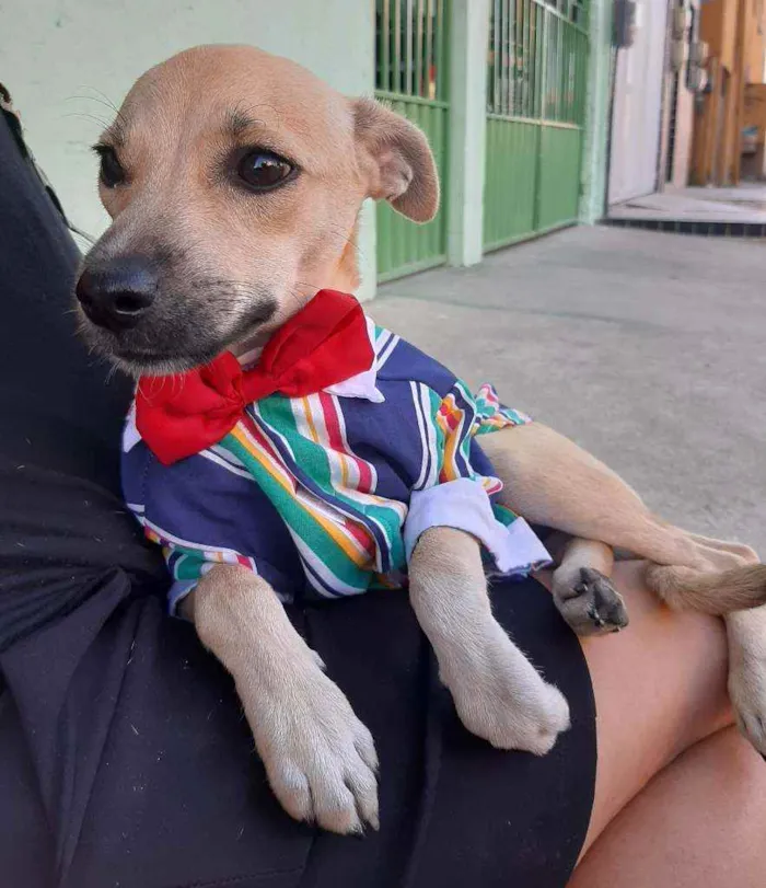 Cachorro ra a SEM RAÇA DEFINIDA.  idade 2 a 6 meses nome SEM NONE.