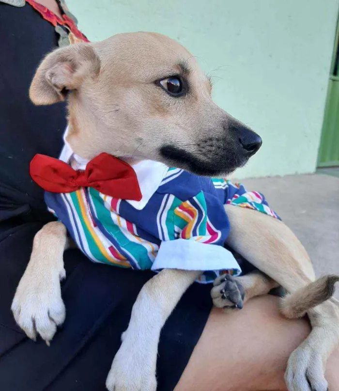 Cachorro ra a SEM RAÇA DEFINIDA.  idade 2 a 6 meses nome SEM NONE.