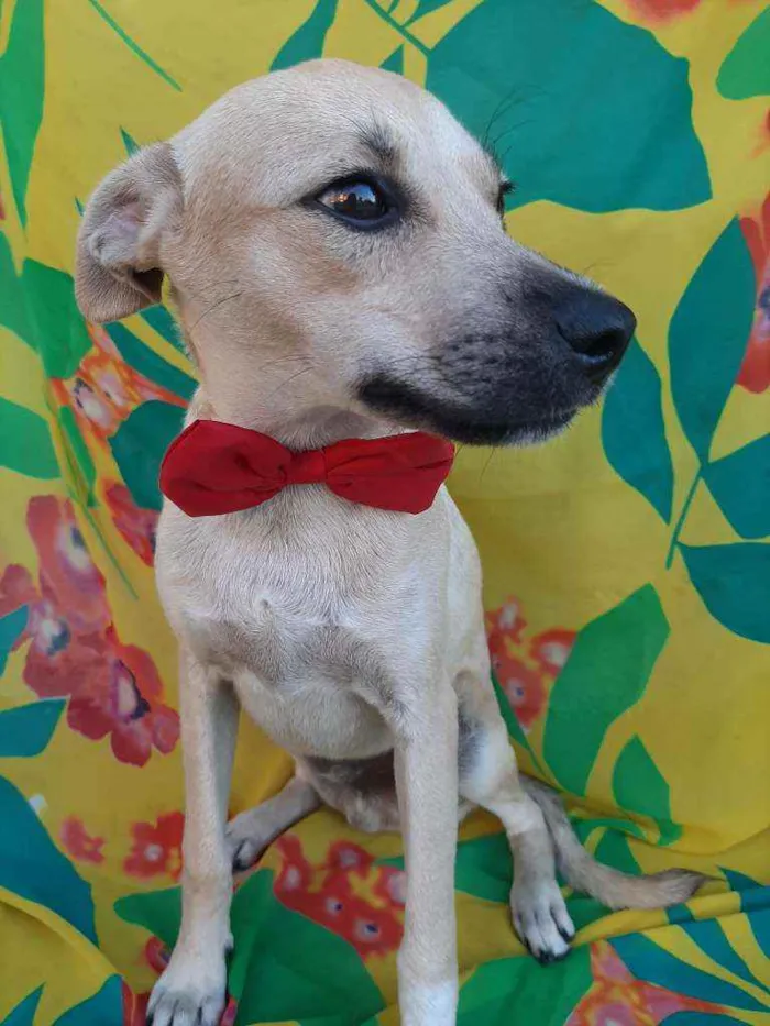 Cachorro ra a SEM RAÇA DEFINIDA.  idade 2 a 6 meses nome SEM NONE.