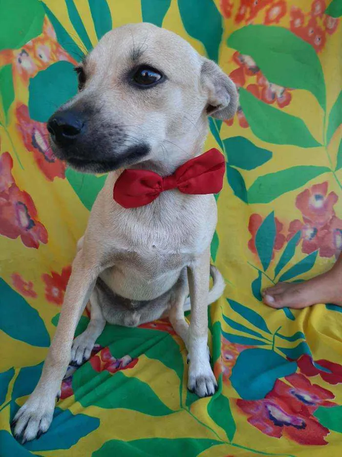 Cachorro ra a SEM RAÇA DEFINIDA.  idade 2 a 6 meses nome SEM NONE.