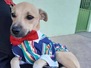 Cachorro raça SEM RAÇA DEFINIDA.  idade 2 a 6 meses nome SEM NONE.