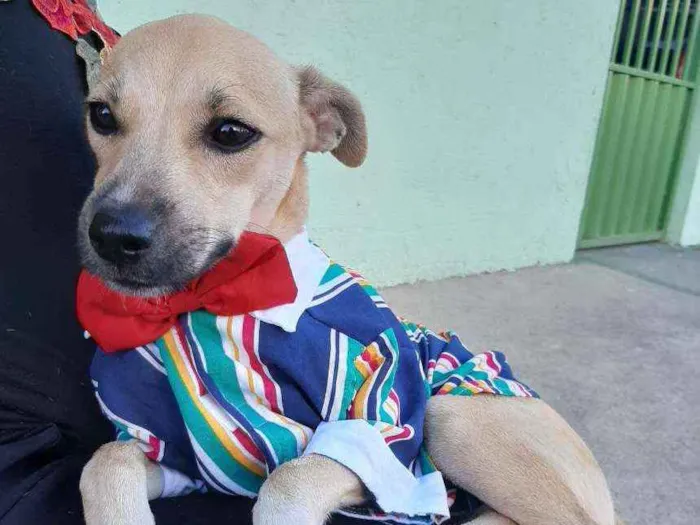 Cachorro ra a SEM RAÇA DEFINIDA.  idade 2 a 6 meses nome SEM NONE.