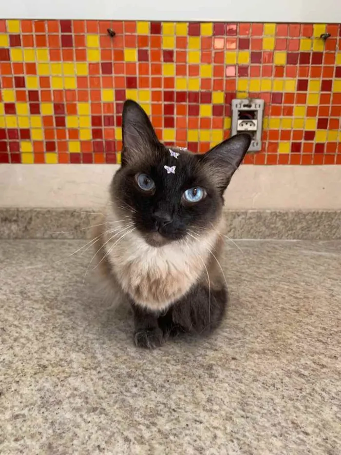 Gato raça Siamês  idade 4 anos nome Barbie