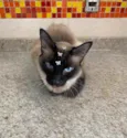 Gato raça Siamês  idade 4 anos nome Barbie
