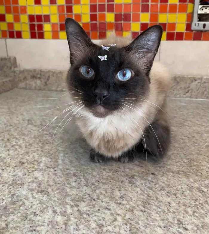 Gato raça Siamês  idade 4 anos nome Barbie