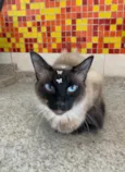 Gato raça Siamês  idade 4 anos nome Barbie