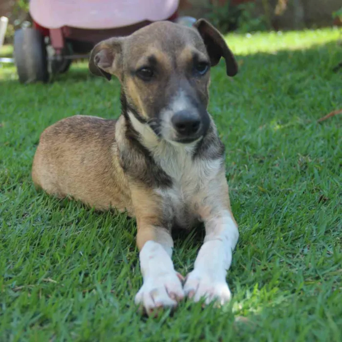 Cachorro ra a SRD-ViraLata idade 2 a 6 meses nome Bacon