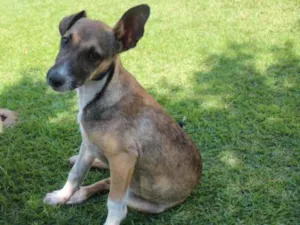 Cachorro raça SRD-ViraLata idade 2 a 6 meses nome Bacon