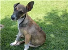 Cachorro raça SRD-ViraLata idade 2 a 6 meses nome Bacon