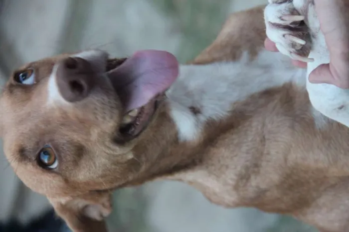 Cachorro ra a SRD-ViraLata idade 1 ano nome Mel