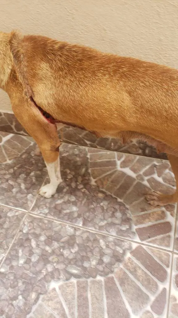 Cachorro ra a SRD-ViraLata idade 1 ano nome Mel