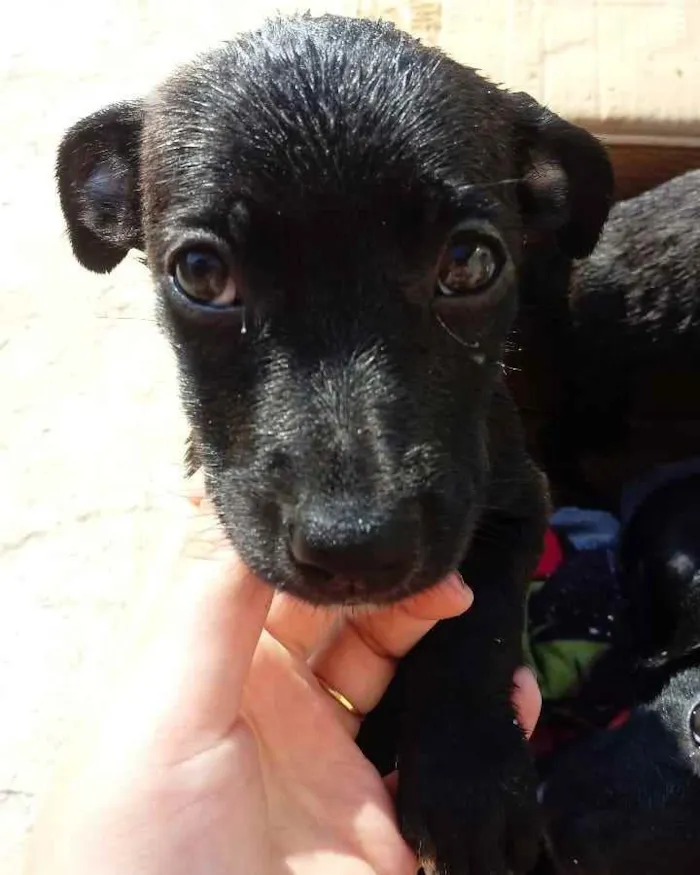 Cachorro ra a SRD idade 2 a 6 meses nome 4 cadelas sem nome