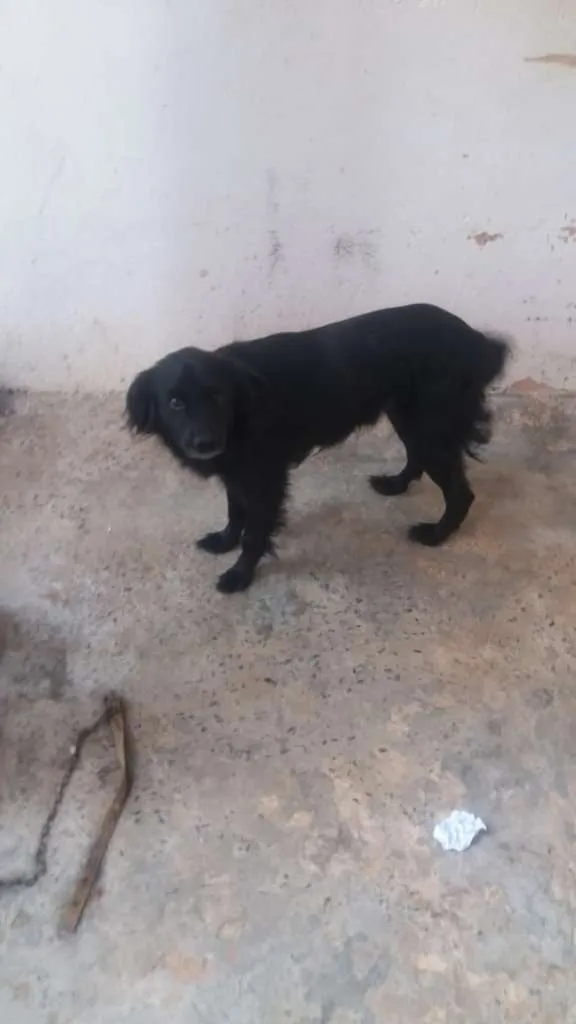 Cachorro ra a  idade 2 anos nome Negão