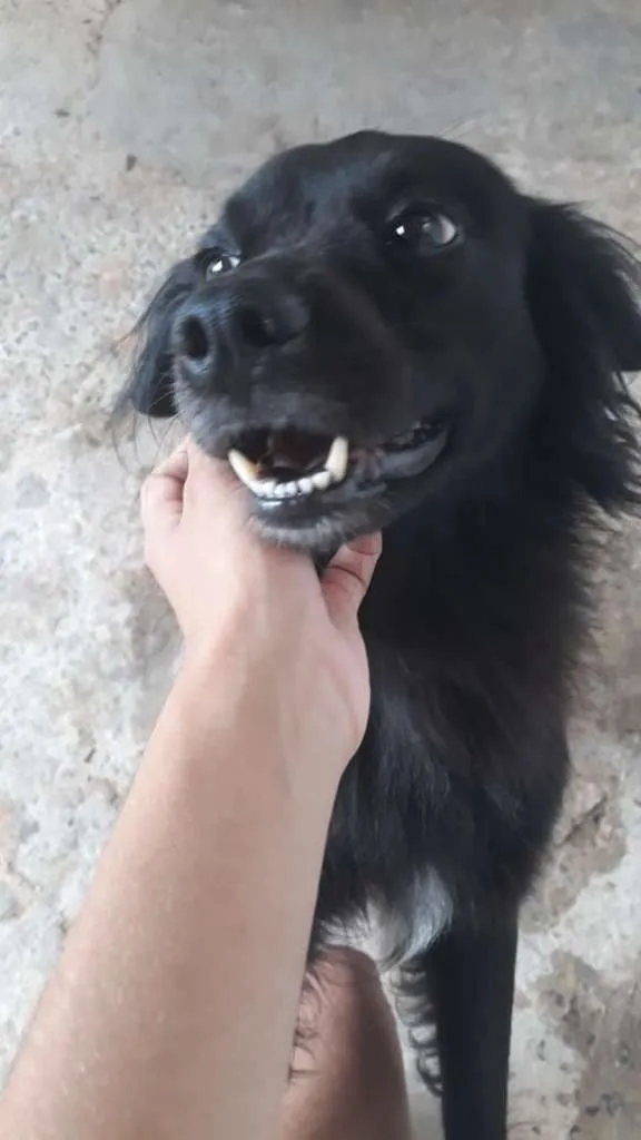 Cachorro ra a  idade 2 anos nome Negão