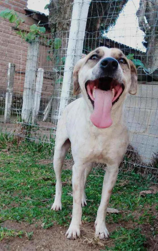 Cachorro ra a Srd idade 3 anos nome Shazam