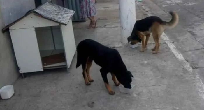 Cachorro ra a Sem raça definida idade 3 anos nome Negão e Pepe