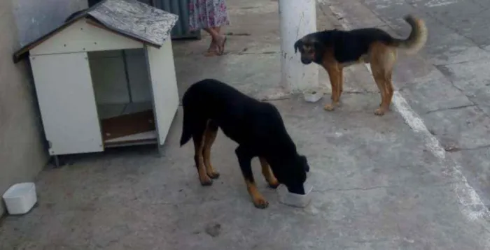 Cachorro ra a Sem raça definida idade 3 anos nome Negão e Pepe