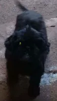 princesa