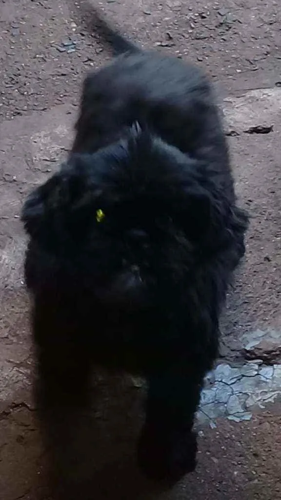 Cachorro ra a shih tzu idade 5 anos nome princesa
