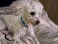 Billy