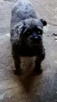 pretinha