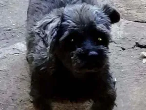 Cachorro raça shih tzu idade 6 ou mais anos nome pretinha