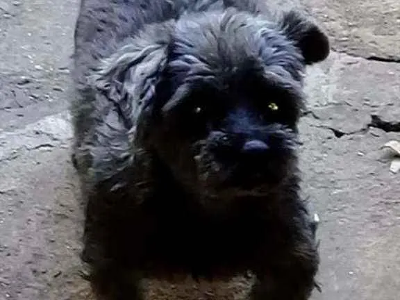 Cachorro ra a shih tzu idade 6 ou mais anos nome pretinha