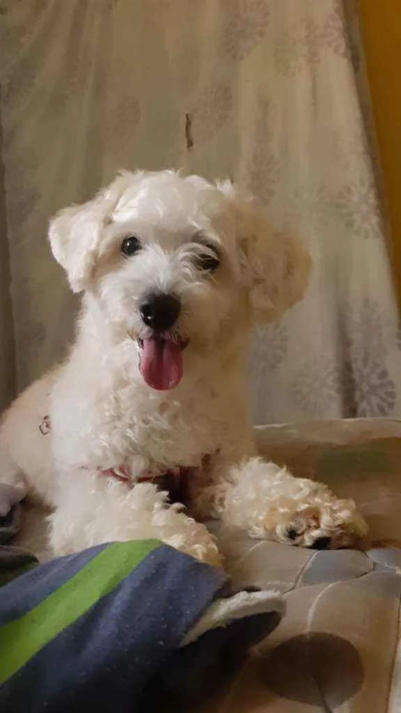 Cachorro ra a SRD idade 5 anos nome Nick