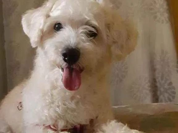 Cachorro ra a SRD idade 5 anos nome Nick