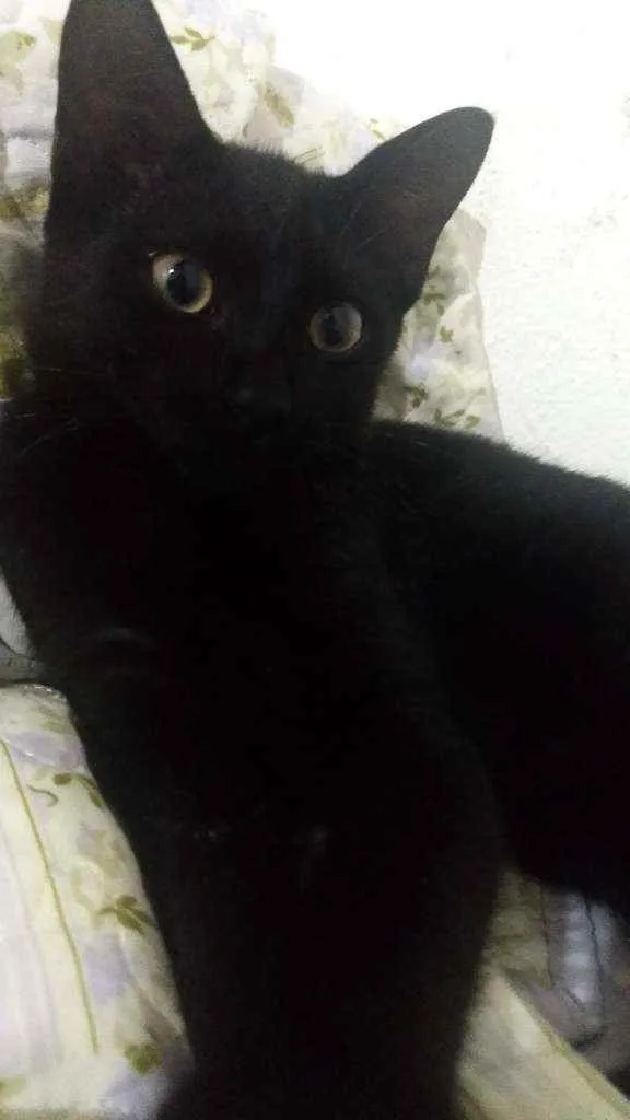 Gato ra a Srd idade 2 a 6 meses nome Batman 