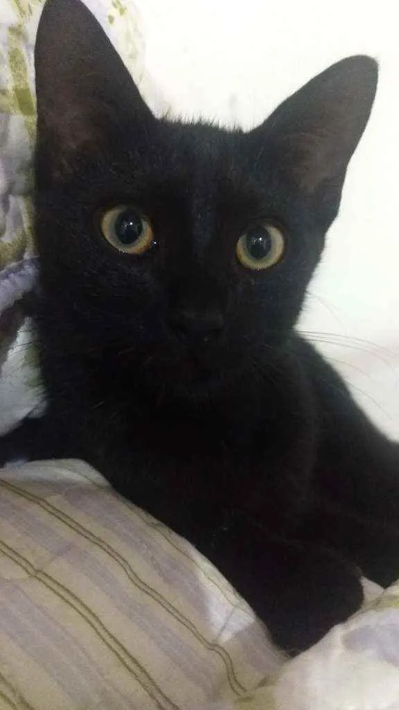 Gato ra a Srd idade 2 a 6 meses nome Batman 