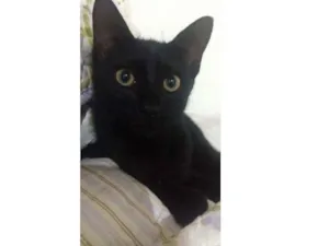 Gato raça Srd idade 2 a 6 meses nome Batman 