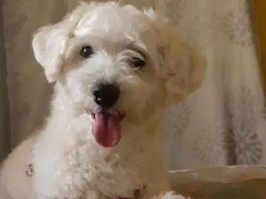 Cachorro raça SRD idade 5 anos nome Nick