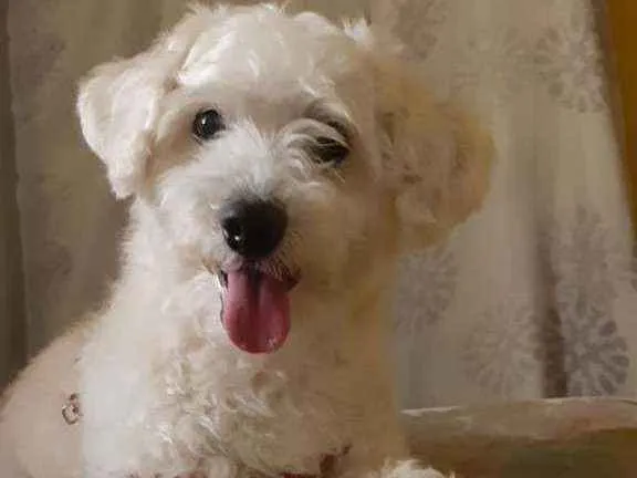 Cachorro ra a SRD idade 5 anos nome Nick