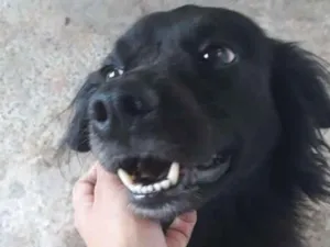 Cachorro raça  idade 2 anos nome Negão