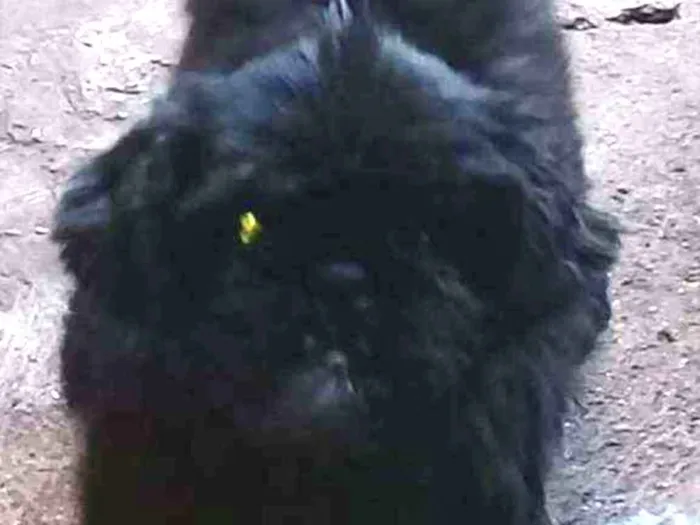 Cachorro ra a shih tzu idade 5 anos nome princesa