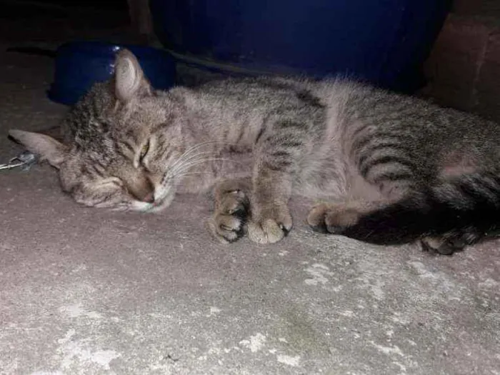 Gato ra a Sem raça  idade 2 a 6 meses nome Sem nome