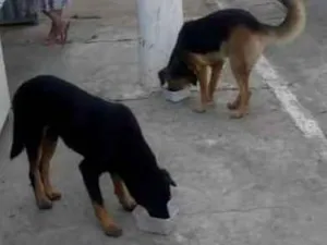 Cachorro raça Sem raça definida idade 3 anos nome Negão e Pepe