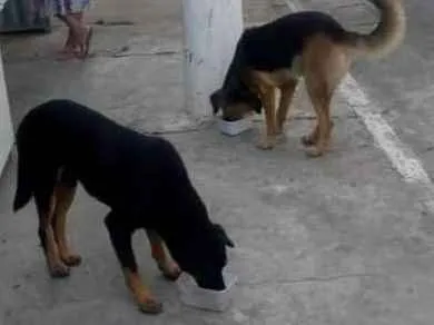 Cachorro ra a Sem raça definida idade 3 anos nome Negão e Pepe