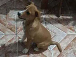 Cachorro raça Vira latas idade 2 a 6 meses nome Scar