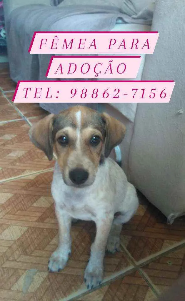 Cachorro raça Srd idade 2 a 6 meses nome Filhote
