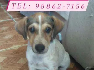 Cachorro raça Srd idade 2 a 6 meses nome Filhote