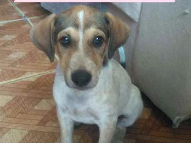 Cachorro raça Srd idade 2 a 6 meses nome Filhote