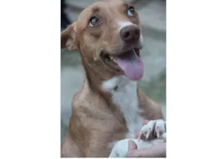 Cachorro raça SRD-ViraLata idade 1 ano nome Mel