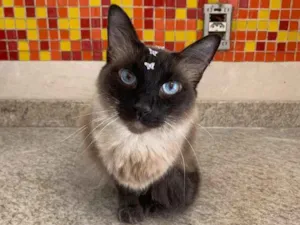 Gato raça Siamês  idade 4 anos nome Barbie