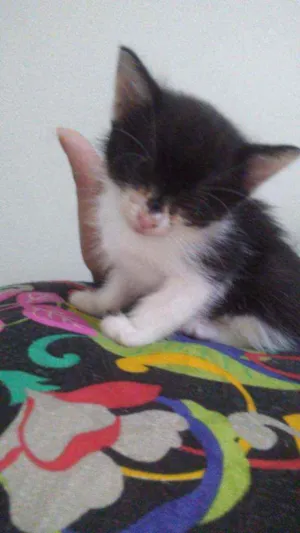 Gato raça Não undentificado idade Abaixo de 2 meses nome Tuti