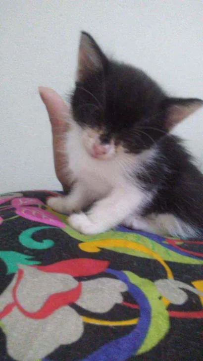 Gato raça Não undentificado idade Abaixo de 2 meses nome Tuti