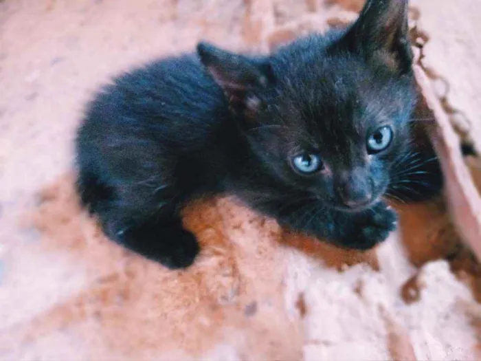 Gato ra a SRD (Sem Raça Definida) idade Abaixo de 2 meses nome Sem nome