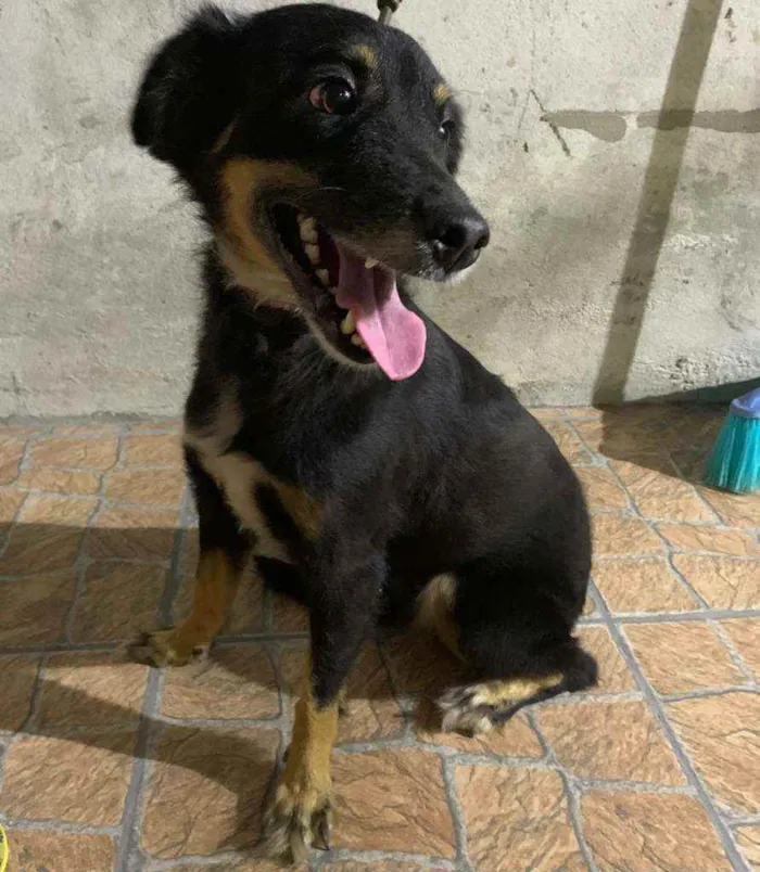 Cachorro raça Viralara idade 4 anos nome Sasha 